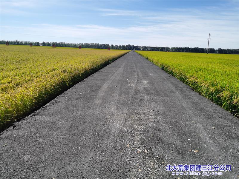稻田.jpg